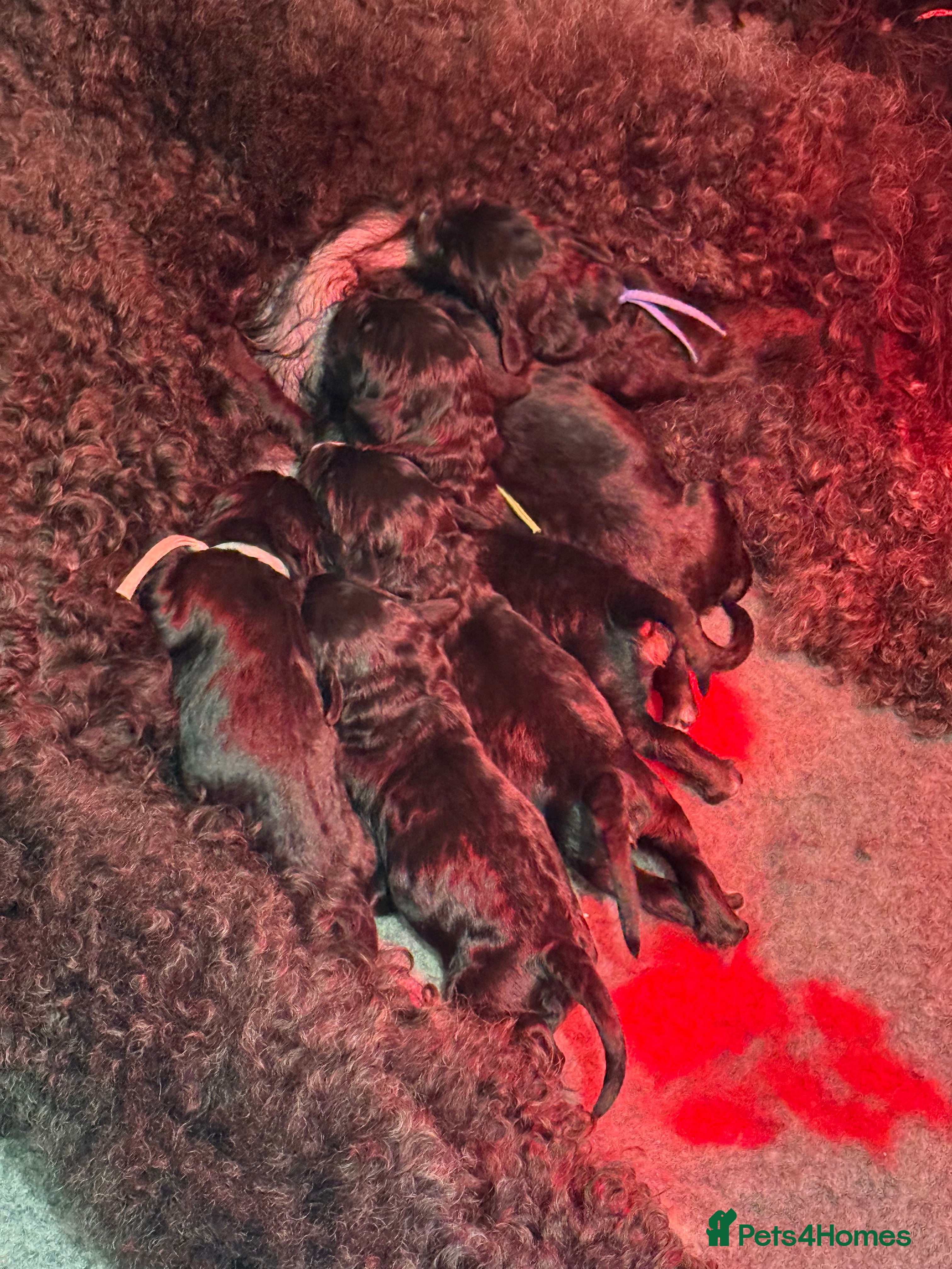 Bernedoodle dogs for sale: Quality licensed F1 Bernedoodles health tested - Advert 2