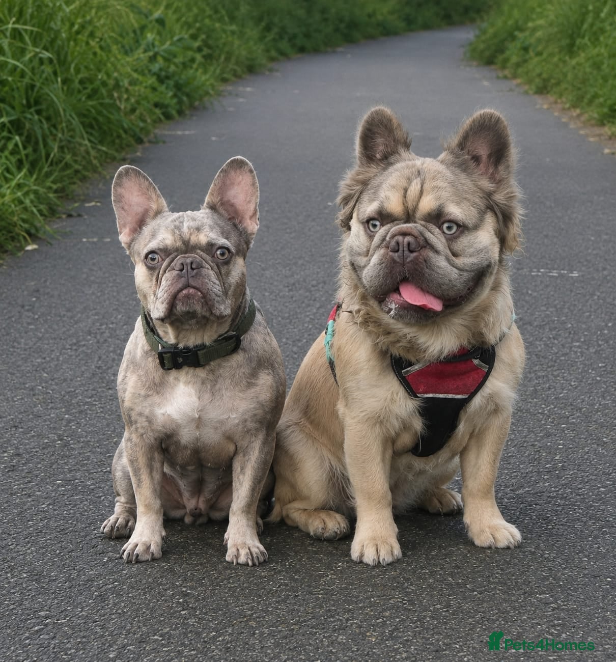 French Bulldog dogs Exotic frenchie fluffy & carriers  - Advert 1
