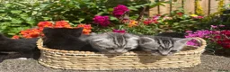 Mixed Breed cats for sale: 6 Beautiful Kittens - Advert 38