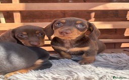 Miniature Dachshund dogs for sale: Smooth coat Minature Dacshund’s  - Image 8