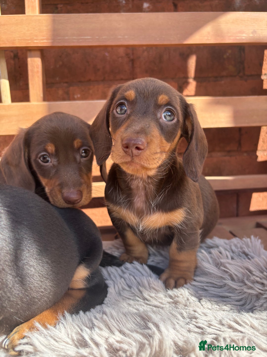 Miniature Dachshund dogs for sale: Smooth coat Minature Dacshund’s  - Image 8