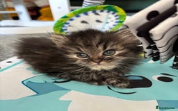 Persian cats for sale: Silver black tabby Persian mix kittens  - Image 14