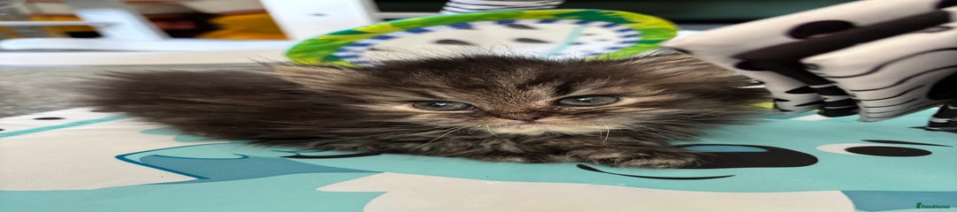 Persian Kitten 1