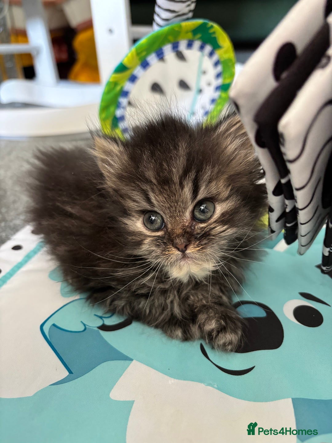 Persian cats for sale: Silver black tabby Persian mix kittens  - Image 14