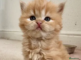 Siberian cats Fluffy red Siberian Kittens!! - Advert 3