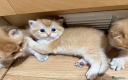 British Longhair cats for sale: GCCF reg BLH Chocolate Golden Blue/Green/Odd Eyes - Image 34