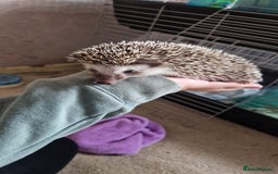 Pygmy Hedgehog rodents for sale: Nova - female hedgehog - Image 2