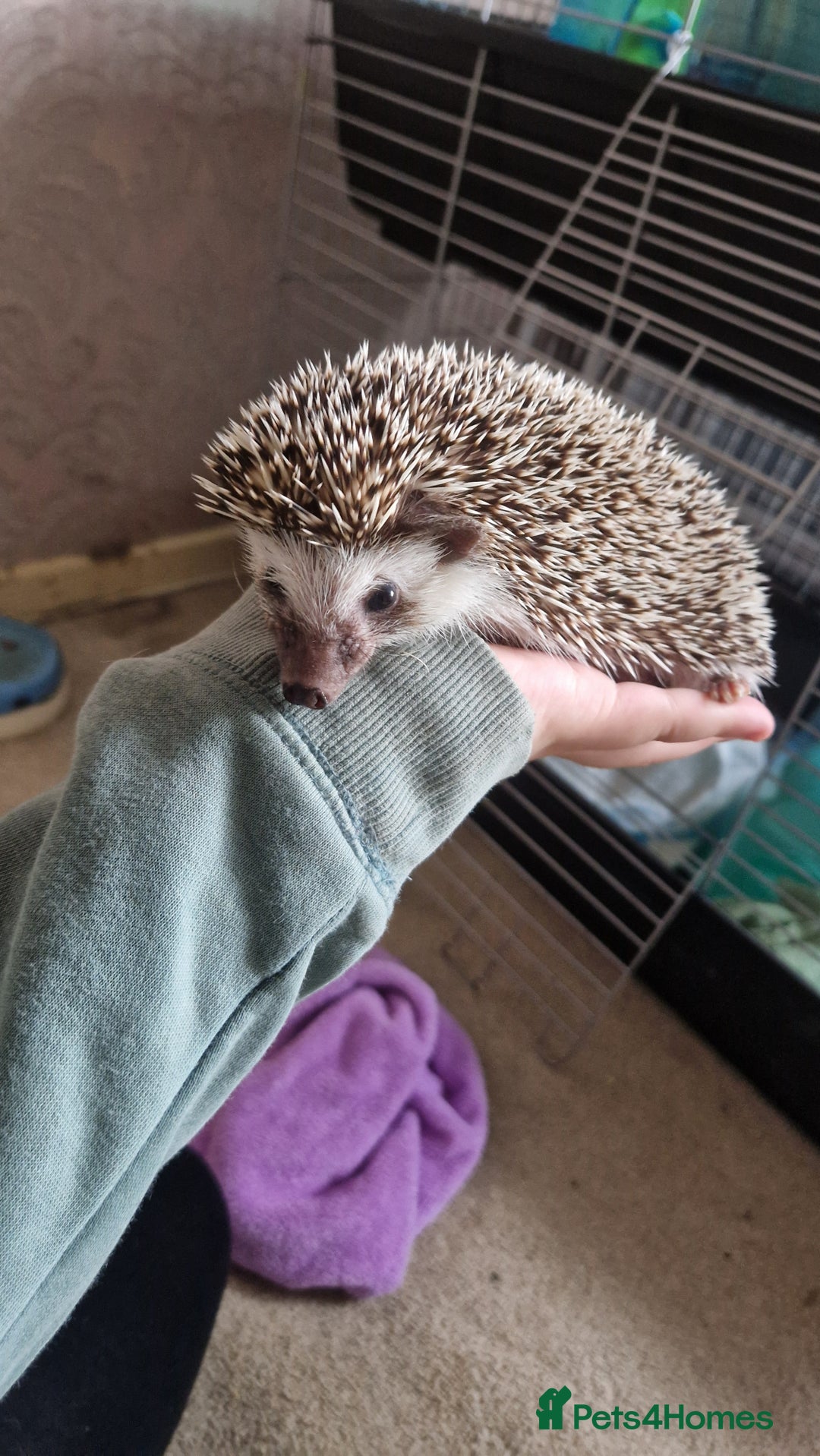 Pygmy Hedgehog rodents for sale: Nova - female hedgehog - Image 2