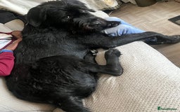 Mixed Breed dogs for sale: Cane corso cross giant schnauzer  - Image 3