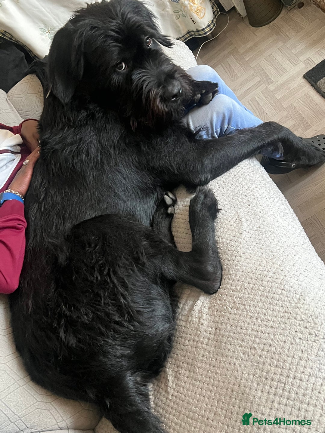 Mixed Breed dogs for sale: Cane corso cross giant schnauzer  - Image 3