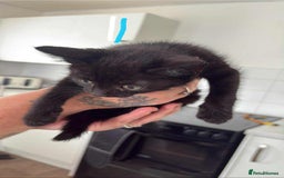 Mixed Breed cats for sale: 4 kittens - Image 4