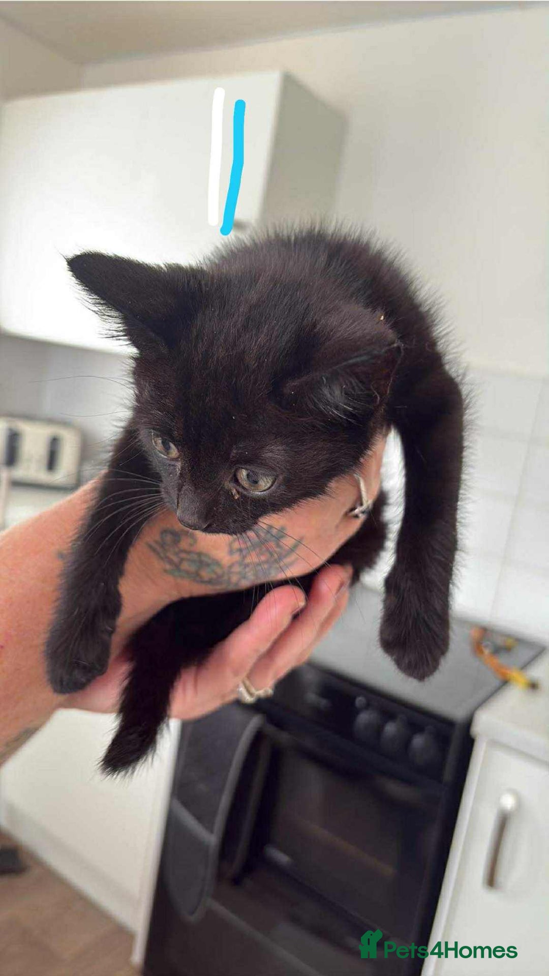 Mixed Breed cats for sale: 4 kittens - Image 4