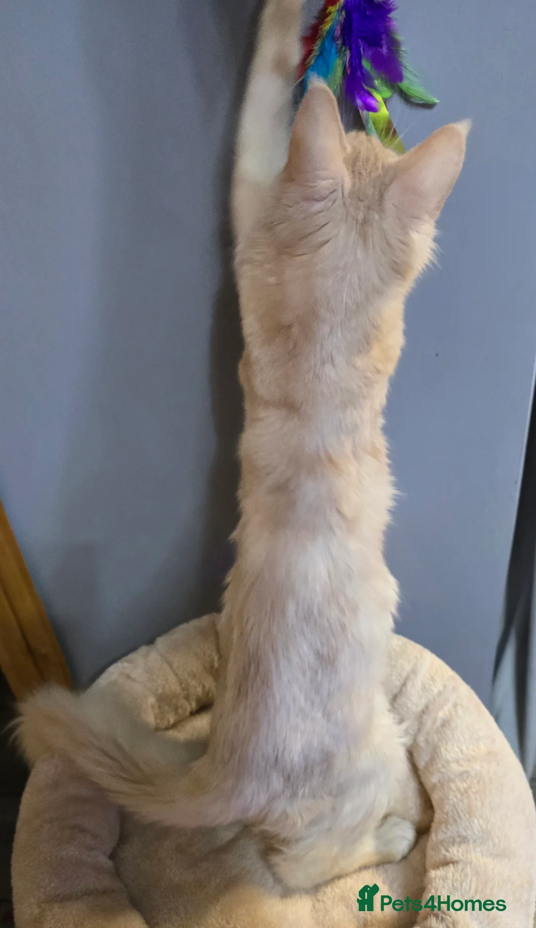 Maine Coon cats for sale: TICA MaineCoon Boy - Neutered  - Advert 6