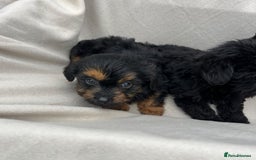 Yorkiepoo dogs for sale: Yorkiepoo puppies  - Image 4