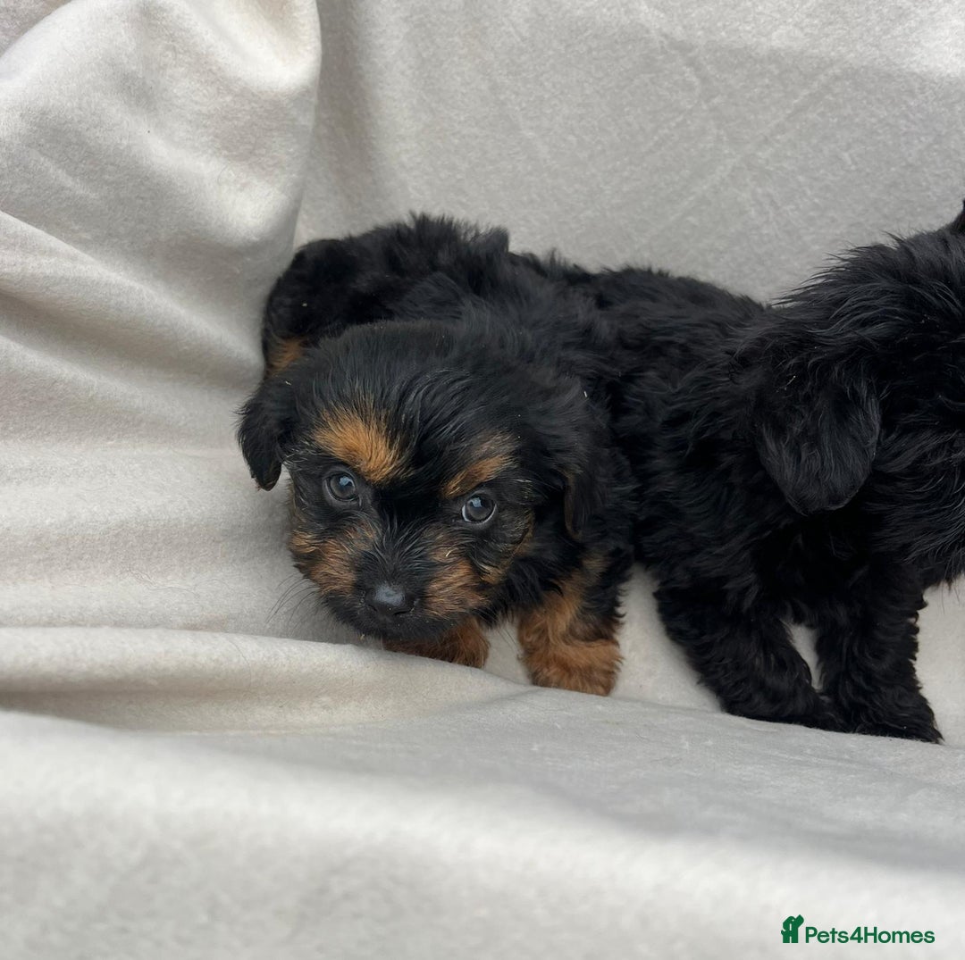 Yorkiepoo dogs for sale: Yorkiepoo puppies  - Image 4