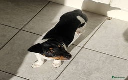 Jack Russell dogs for sale: Miniature Jack Russell Terrier - Image 2