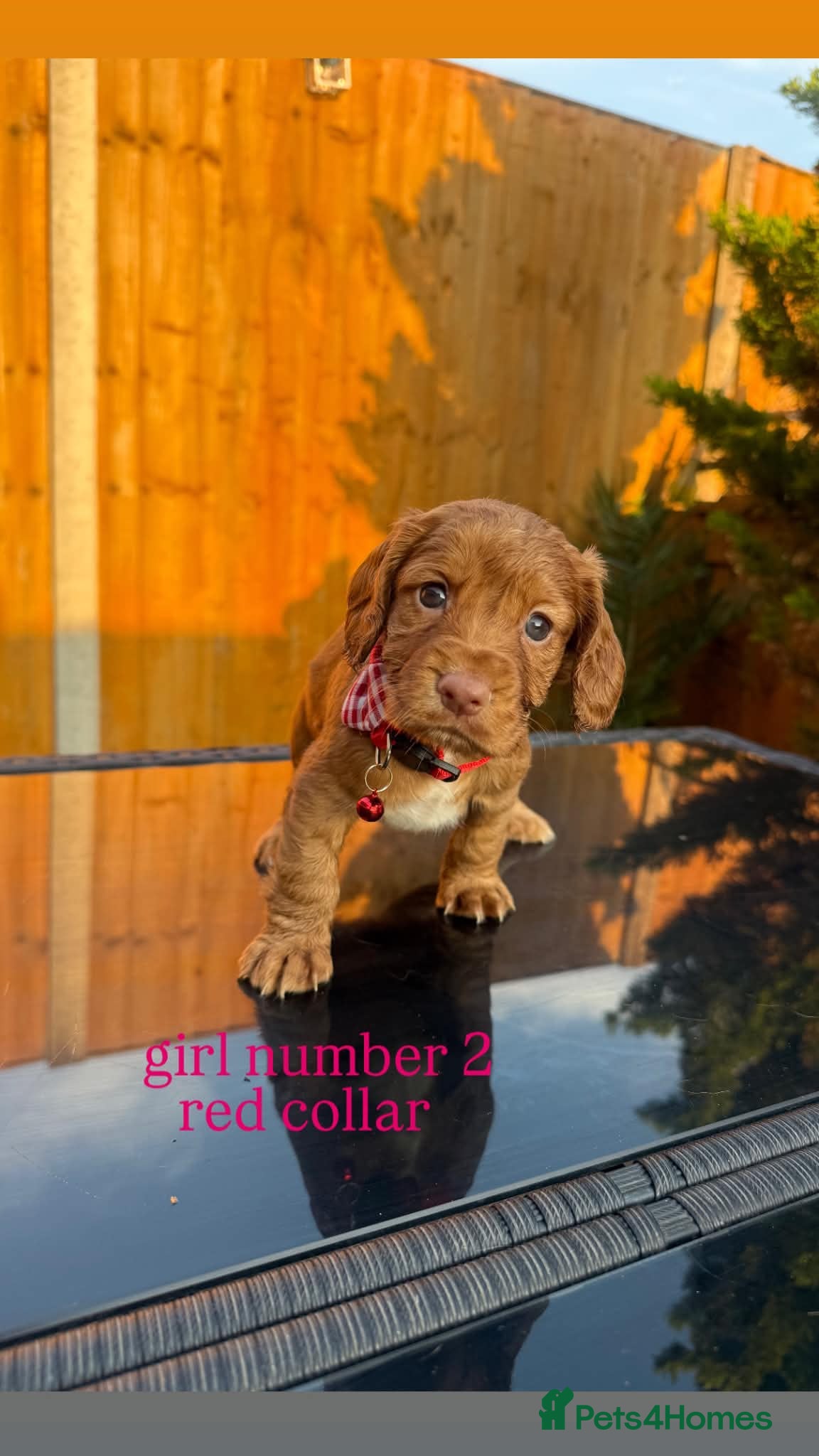 Cocker Spaniel dogs Working Cocker Spaniel Puppies - Advert 2