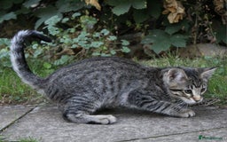 Savannah cats for sale: Stunning Savannahx Maine coons - Image 34