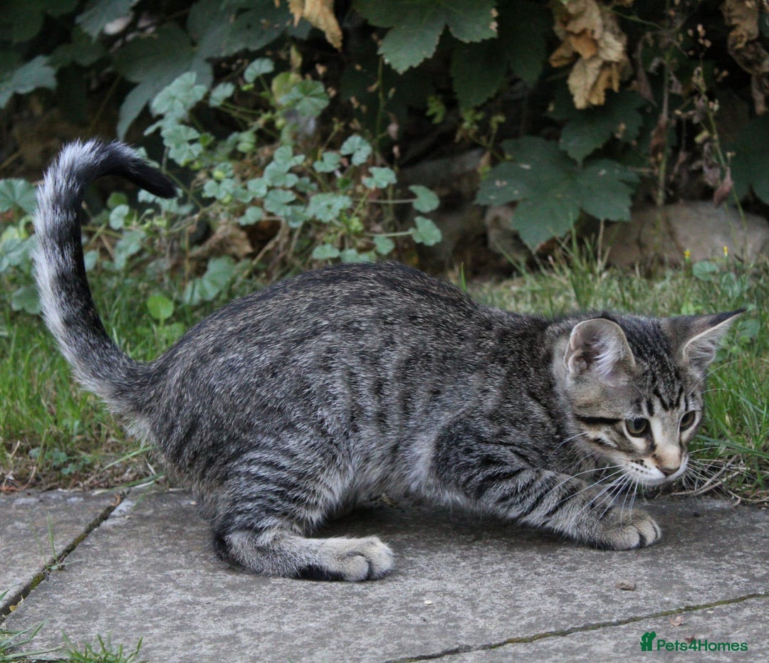 Savannah cats for sale: Stunning Savannahx Maine coons - Image 34