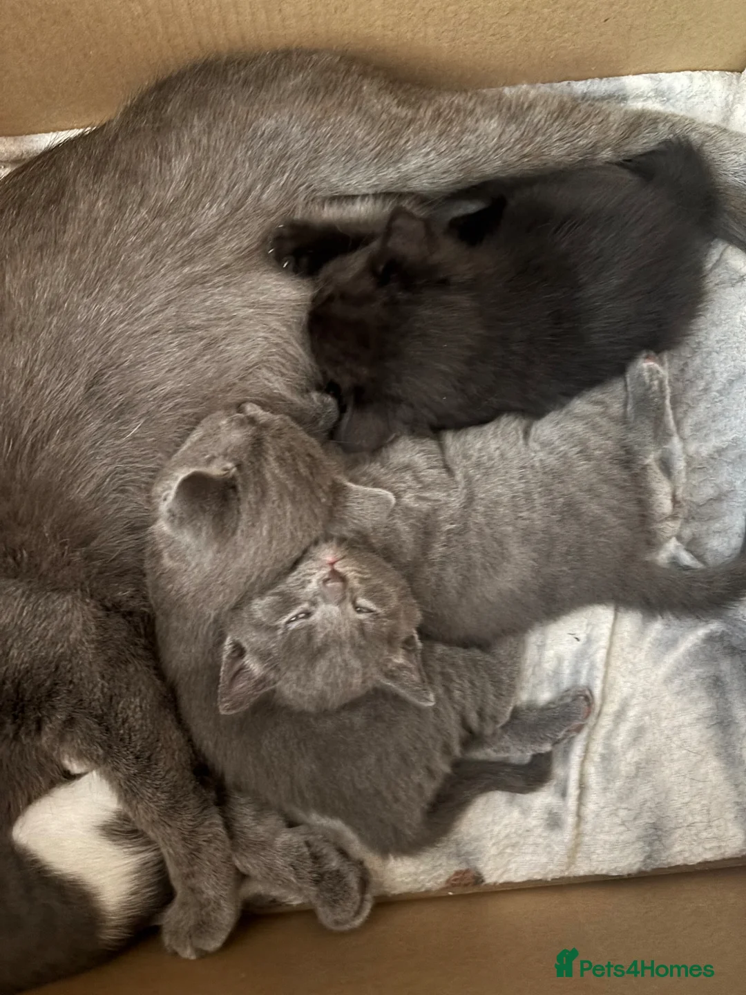 Mixed Breed cats for sale: 4 kittens available  in Halifax - Advert 2