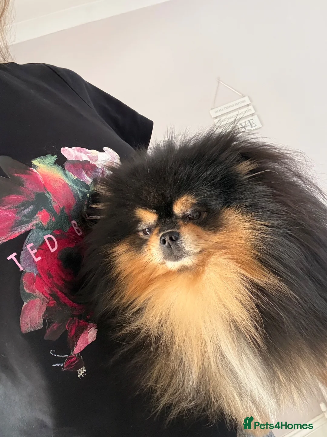 Pomeranian dogs for stud: KC X-Small BLACK & TAN STUD Available - Advert 1