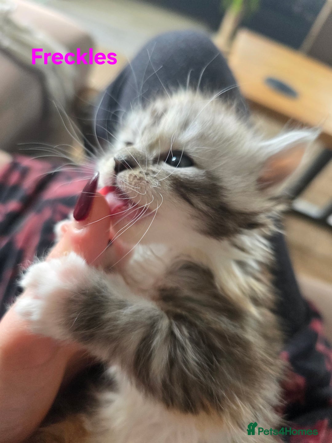 Maine Coon cats for sale: Rare Pure Breed Mainecoon Kitten - Advert 35