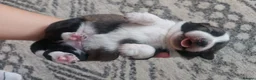 Mixed Breed dogs for sale: 4 Adorable Puppies for Sale – 3 Girls & 1 Boy - Advert 6