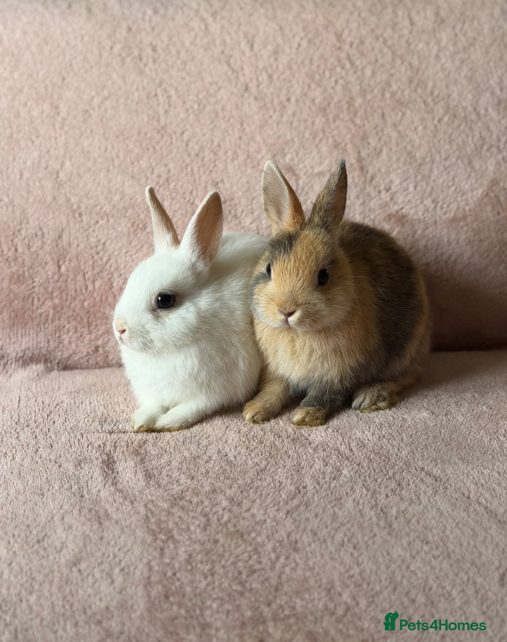 Netherland Dwarf rabbits Three Netherland Dwarf Rabbits for Sale 🐰 - Advert 2