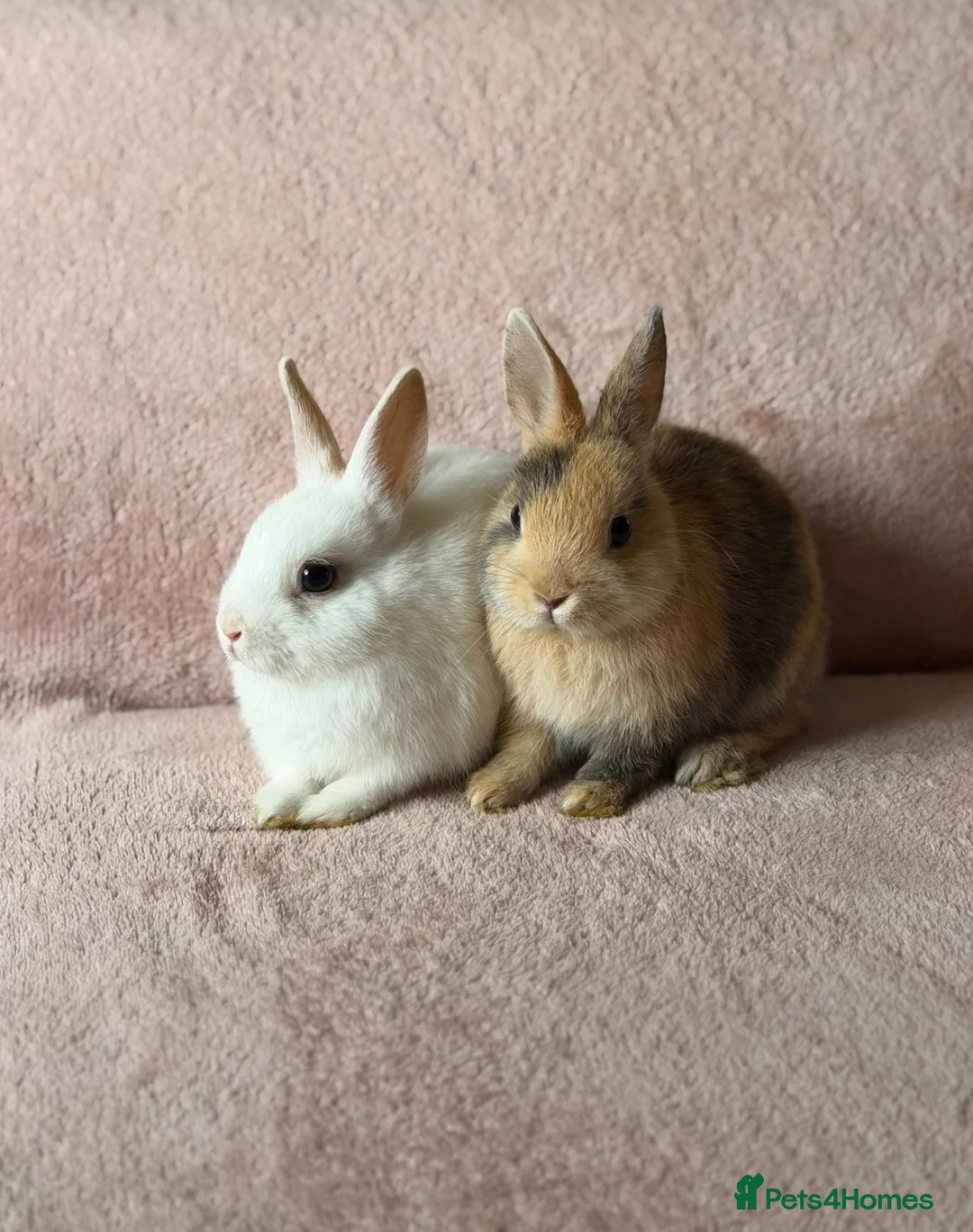 Netherland Dwarf rabbits for sale: Three Netherland Dwarf Rabbits for Sale 🐰 - Advert 2