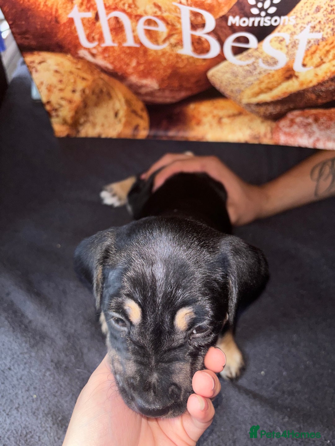 Mixed Breed dogs for sale: Puppies  - Image 4