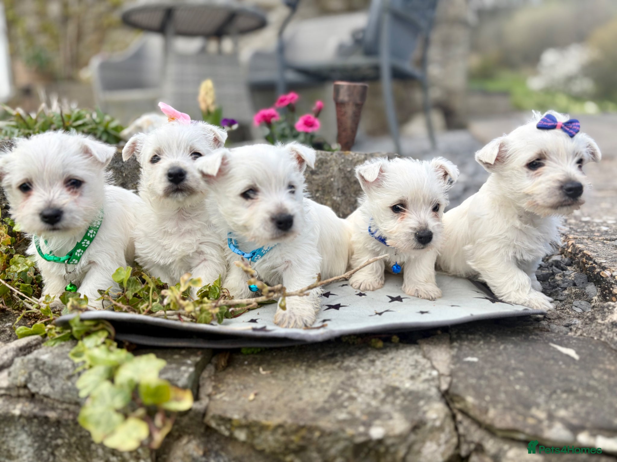 West Highland Terrier dogs Quality KC registered West Highland Terrier Pups - Advert 1