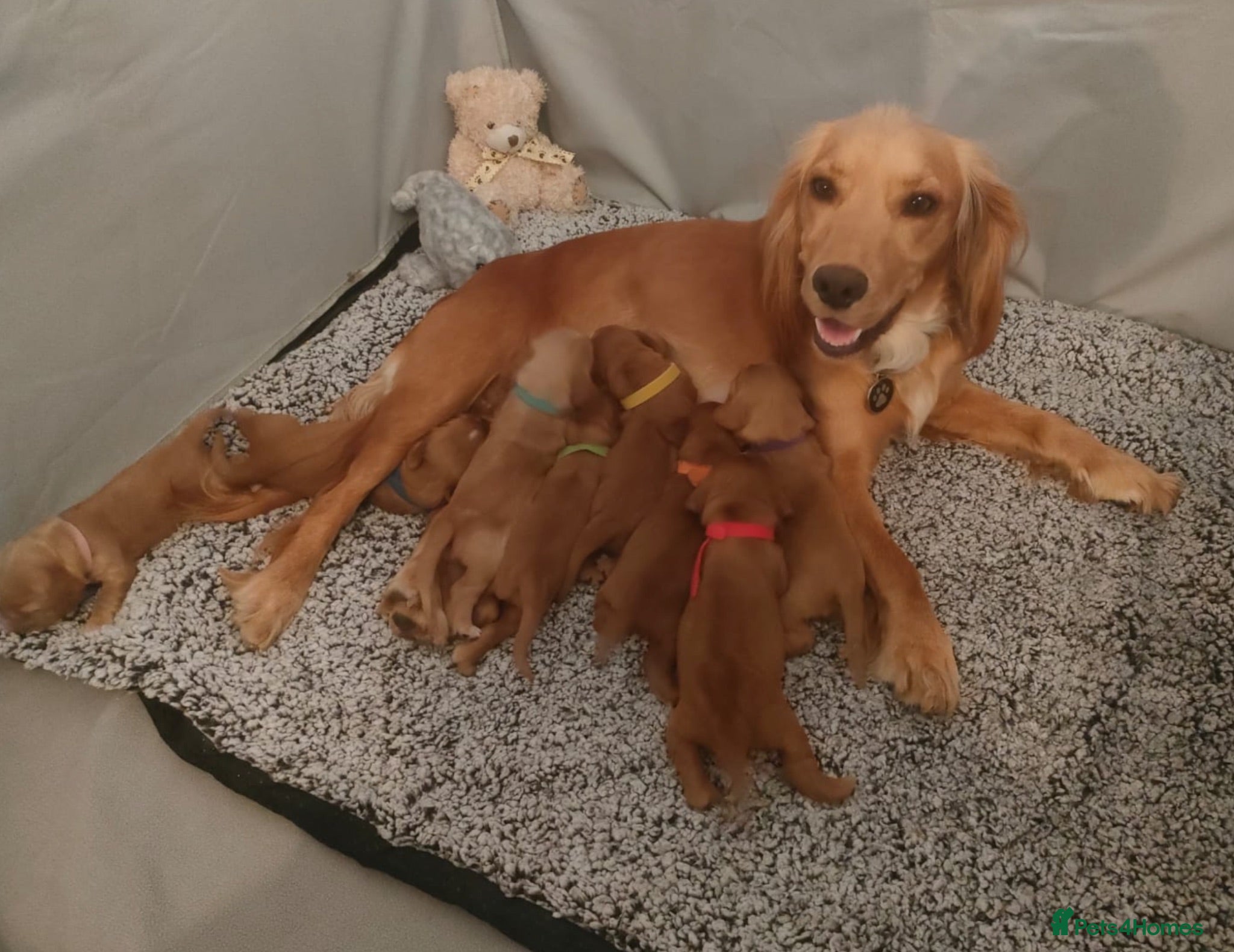 Cocker Spaniel dogs Beautiful Litter of Red & Golden cs puppies - Advert 1