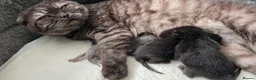 Scottish Fold cats for sale: Beautiful Scottish fold/straight kittens - Advert 7