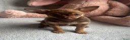 Chihuahua dogs for sale: Chihuahuas  - Advert 8