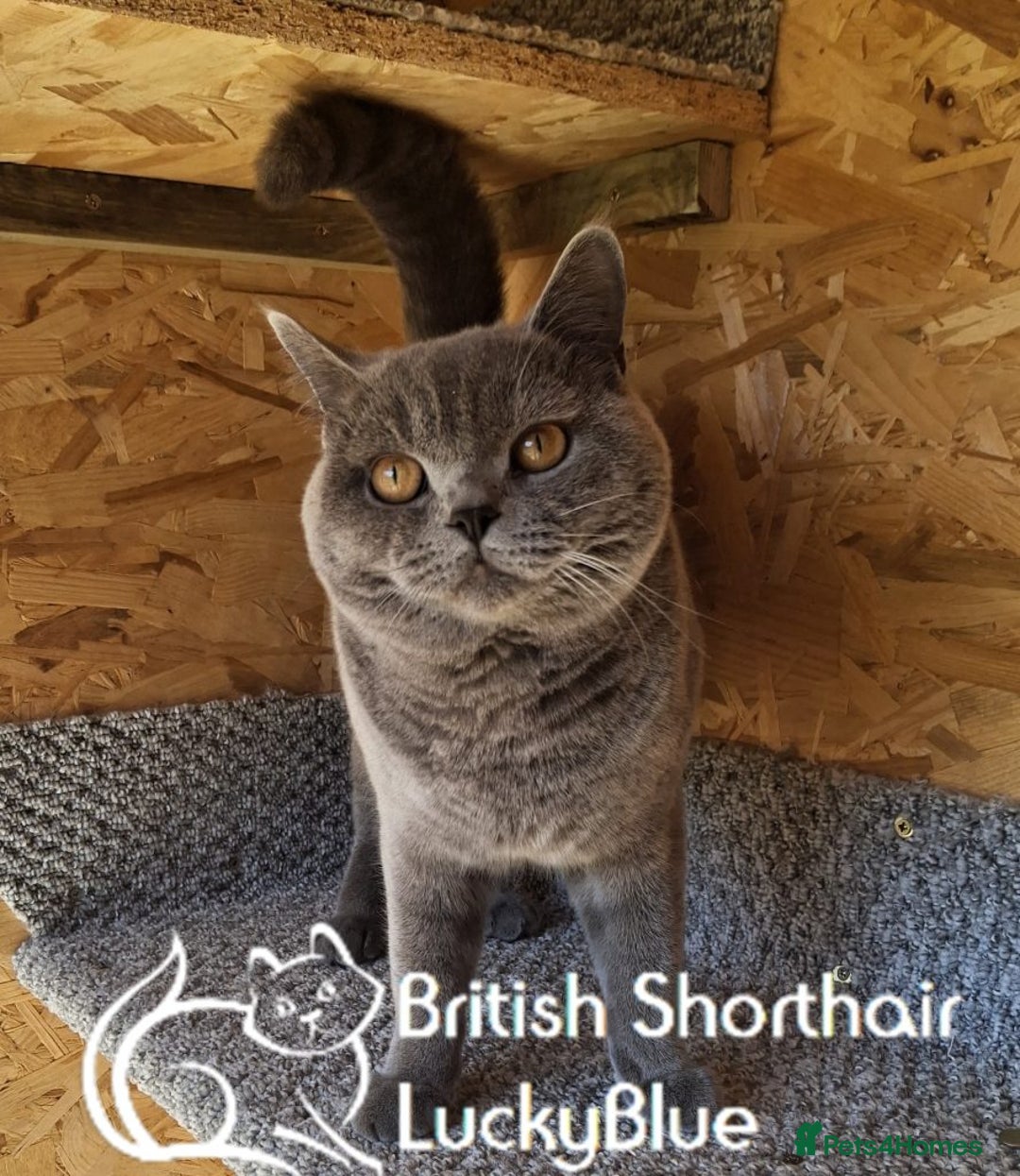 British Shorthair cats for stud: Stud GCCF active Blue British Shorthair - Image 6