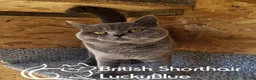 British Shorthair cats for stud: Stud GCCF active Blue British Shorthair - Advert 7