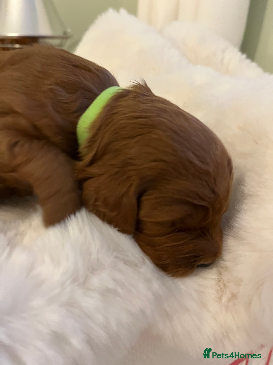 Cavapoo dogs for sale: Stunning chunky cavapoos - Advert 5