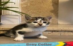 Mixed Breed cats for sale: Cacilo and Bengal kittens  - Image 2