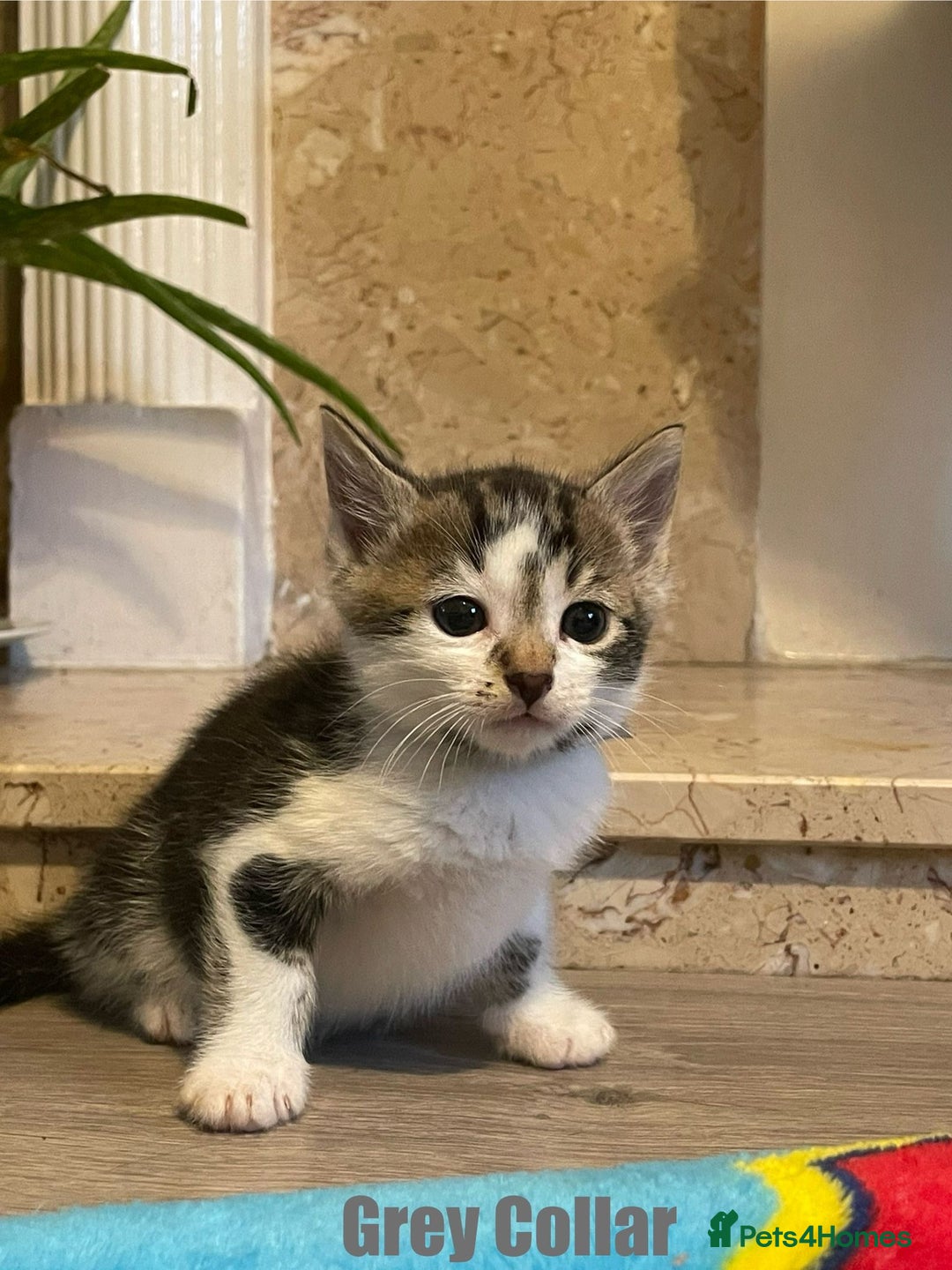 Mixed Breed cats for sale: Cacilo and Bengal kittens  - Image 2