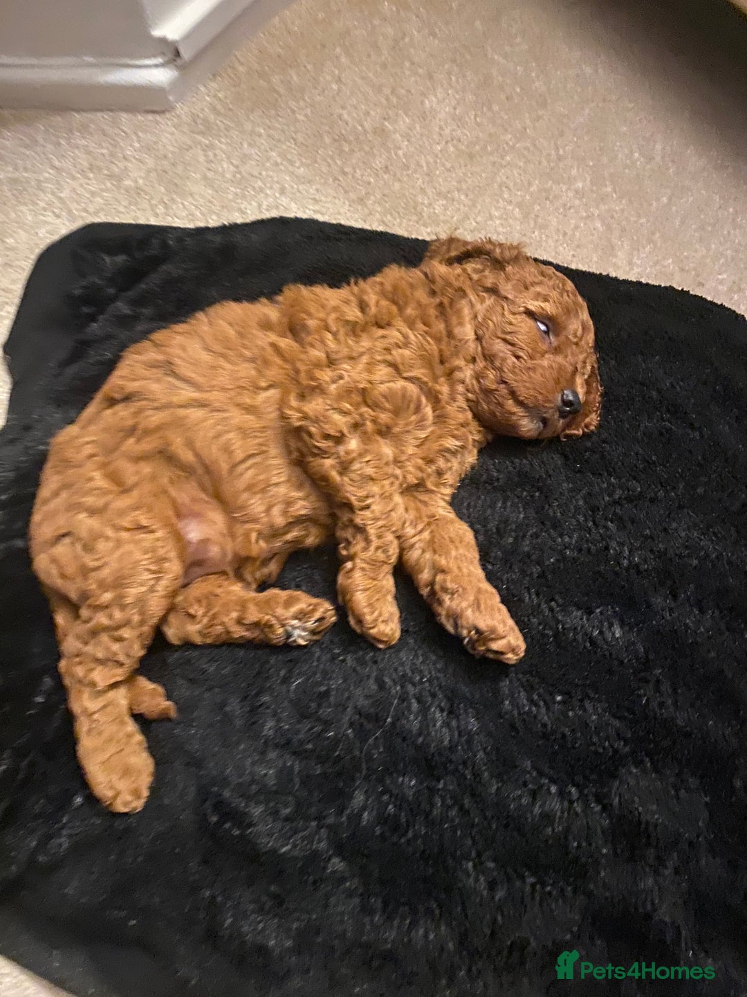 Labradoodle dogs for sale: Stunning red miniature labradoodle puppies - Image 8