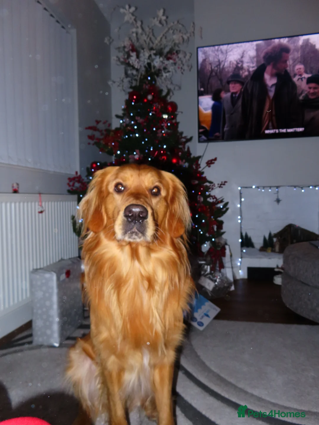 Golden Retriever dogs for stud: HANDSOME DARK GOLDEN RETRIEVER STUD-PICK OF LITTER - Advert 1