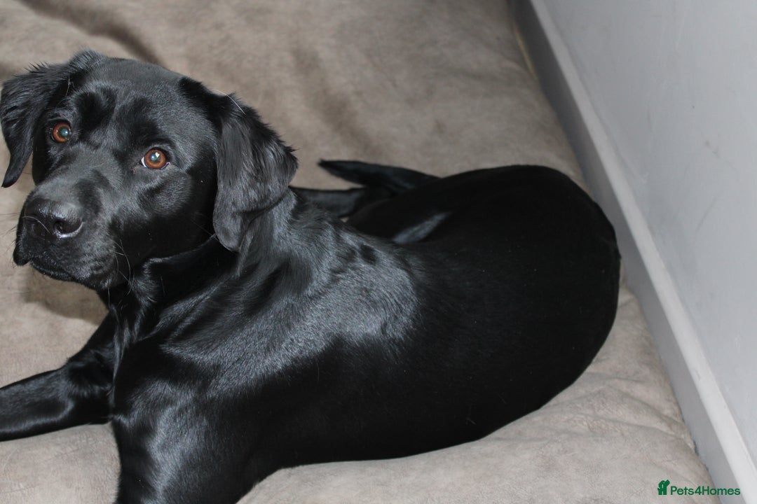 Labrador Retriever dogs for sale: KC Registered Labrador Retriever Puppies - Advert 2