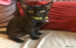 Mixed Breed cats for sale: Cute female kitten - Image 2