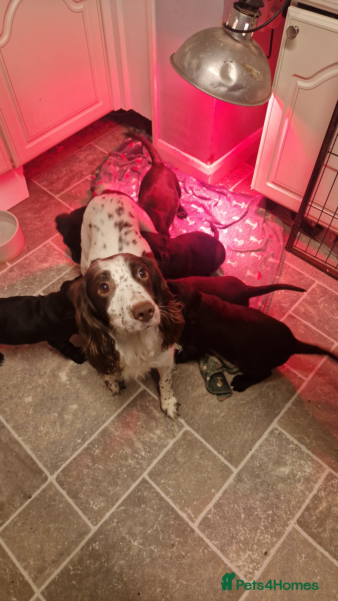 Springador dogs for sale: Springador pups - Advert 4