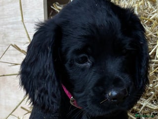 Cocker Spaniel dogs KC Registered Working Cocker Spaniel - Advert 8