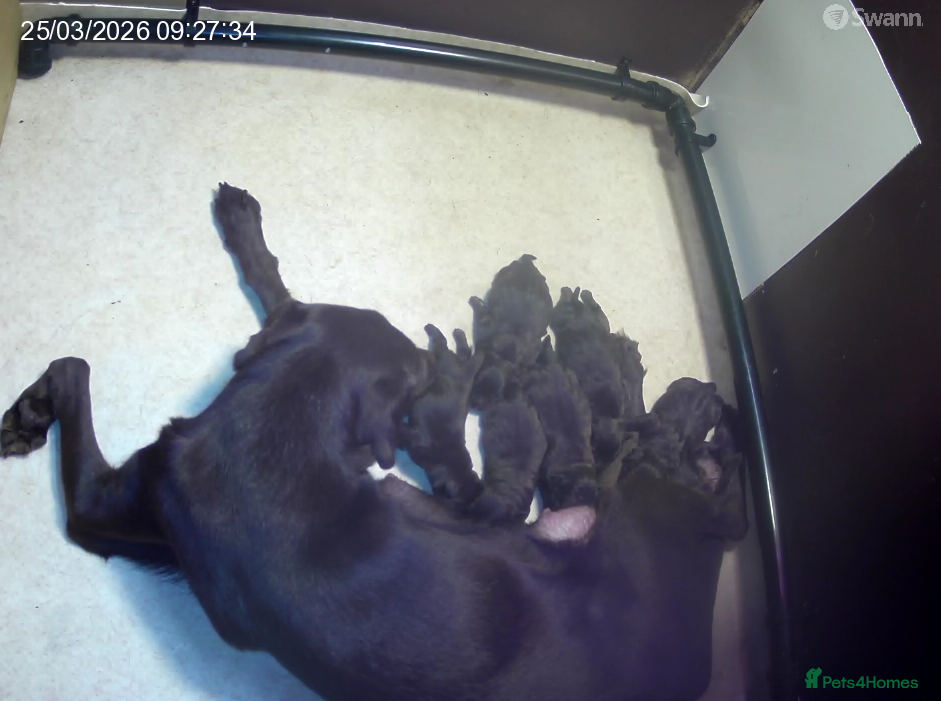 Labrador Retriever dogs Chocolate Labrador puppies Kc reg health tested - Advert 4