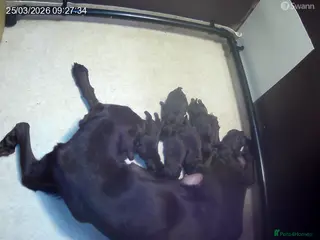 Labrador Retriever dogs Chocolate Labrador puppies Kc reg health tested - Advert 4