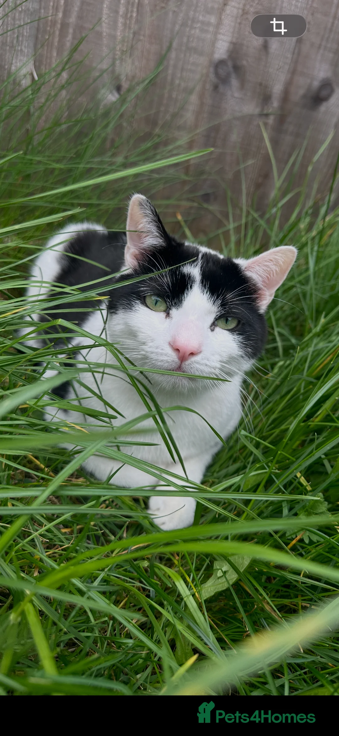 Domestic Shorthair cats for sale: Rehoming our beloved Milo - Advert 1