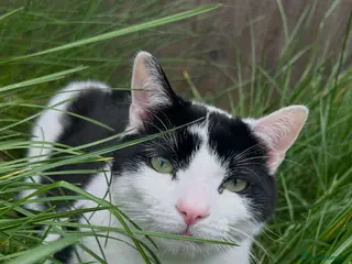 Domestic Shorthair cats Rehoming our beloved Milo - Advert 1