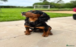 Cocker Spaniel dogs for stud: KC registered Champion bred working cocker  in Middlewich - Image 10
